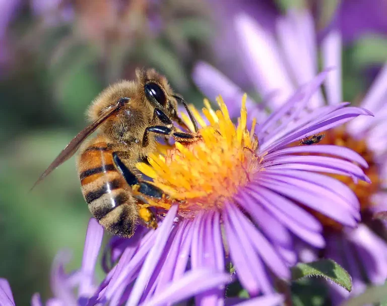 We are not condemned to choose between happiness and ecology
